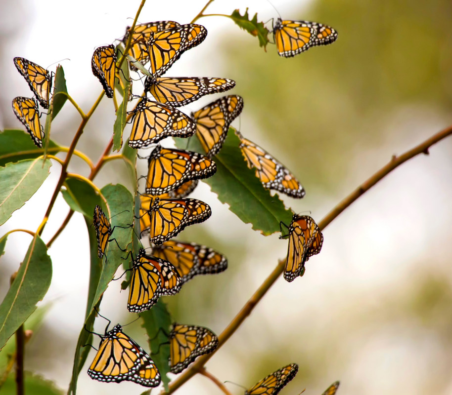 Monarch Butterfly